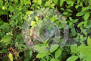 Raindrops remained on a web that hangs on the grass