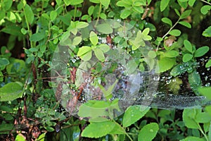 Raindrops remained on a web that hangs on the grass