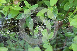 Raindrops remained on a web that hangs on the grass