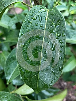 raindrops remaining on a green leaf