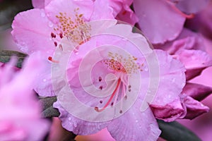 Raindrops on a rhododendren