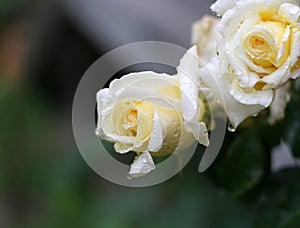 Raindrops on rose photo