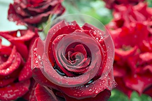 Raindrops on rose petals