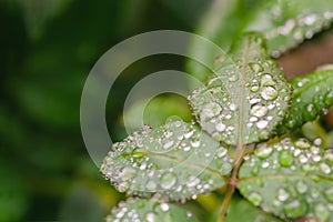 Raindrops on rosebush leaves photo