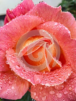 Raindrops at the roses are amazing photo