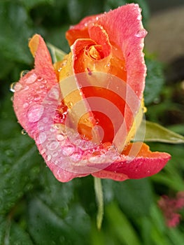 Raindrops at the roses are wonderful
