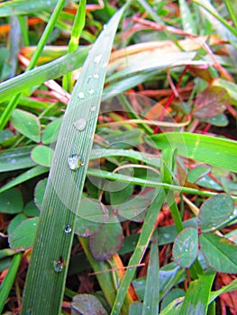 Raindrops on a single blade of green grass in the prairie