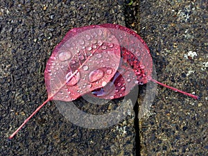 Raindrops on Smoky Tree Leaves