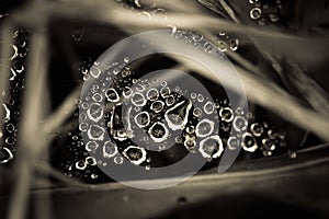 Raindrops on a spider web