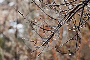 Raindrops on Spring Branches