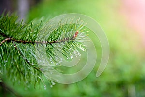 Raindrops on a spruce branch-close-up.