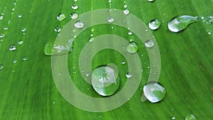 Raindrops sticking to banana leaves for background graphic design, wallpaper, banner, website or presentation