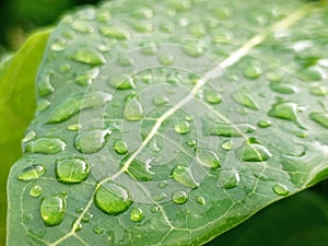 raindrops on the surface of the leaves after heavy rain in the evening