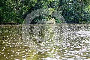 Raindrops on surface of pond in summer