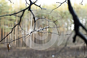 Raindrops on tree branches in the autumn Russian forest