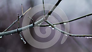 Raindrops on tree branches in cloudy gray weather in autumn in November. Gray vintage tree branches. Copy space for text