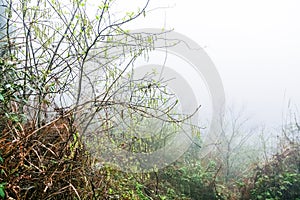 raindrops on tree in rainforest in misty day