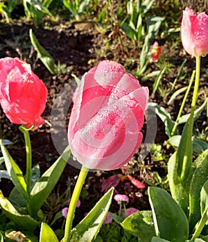 Raindrops on Tulips