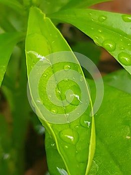 Raindrops on waterleaf plant