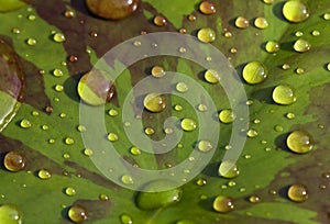 Raindrops on waterlily leaf