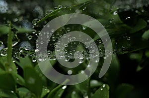 Raindrops on the web.