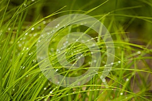 Raindrops on Wetland Grass