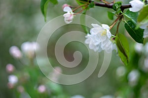 Raindrops on white blossoms in springtime garden