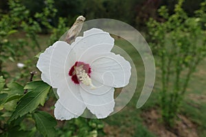 Raindrops on white crimsoneyed flower of Hibiscus syriacus