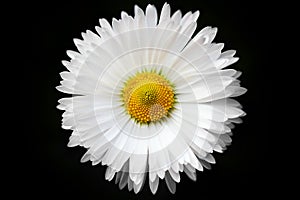 Raindrops on a white daisy, on a black background, isolated.