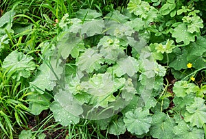 Raindrops on wild leaves