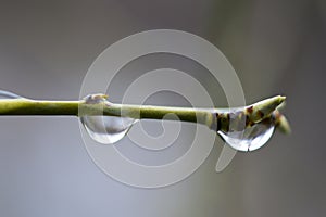 raindrops on a willow twig in spring,