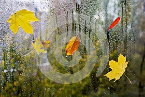 Raindrops on a window pane with colorful leaves on a blurred background.