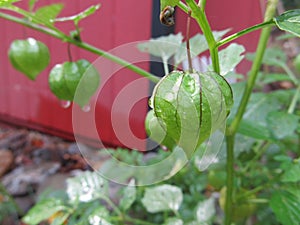 Raindrops on Yard Growths