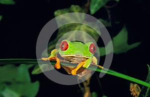 RAINETTE AUX YEUX ROUGES agalychnis callidryas