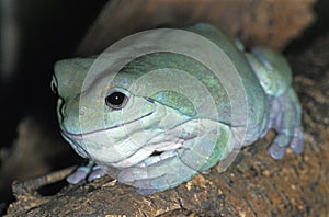 RAINETTE  DE WHITE litoria caerulea