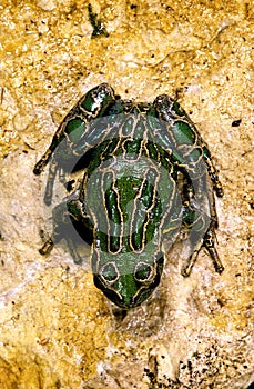 RAINETTE MARSUPIALE gastrotheca riobambae