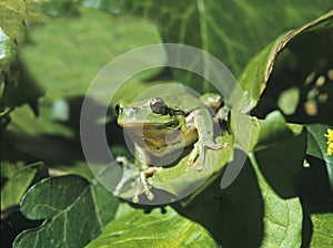 RAINETTE VERTE hyla arborea