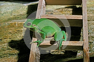 RAINETTE VERTE hyla arborea