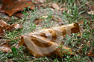 Rainfall tree leaf