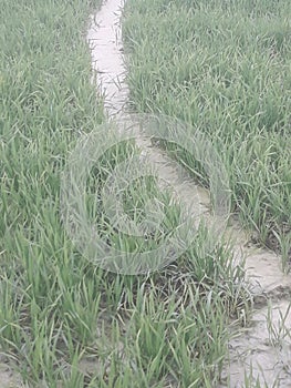 Rainfall in Wheat crop in Uttarpradesh India
