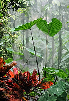 Rainforest