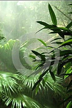 Rainforest