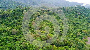 Rainforest aerial view