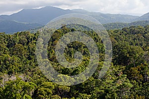 Rainforest canopy photo