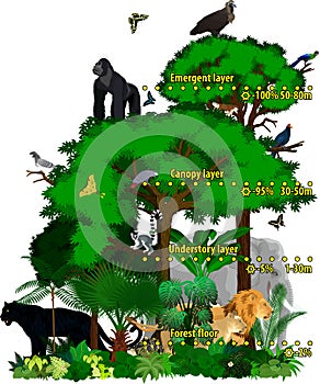 Rainforest african jungle layers vector illustration. Vector Green Tropical Forest jungle with animals