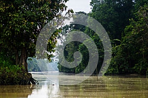 Rainforest along the kinabatangan river, Sabah, Borneo. Malaysia