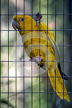 Guacamayo guaruba, cotorra dorada, periquito amarillo o aratinga amarilla Guaruba guaroubaÃ¢â¬â¹ photo