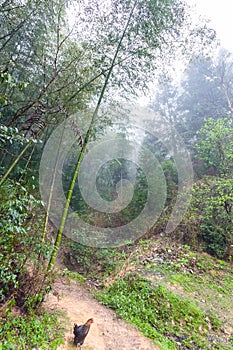 rainforest in area of Dazhai village