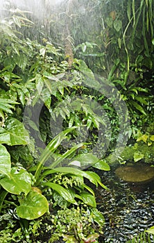 Rainforest background photo