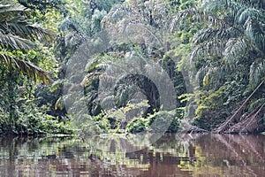 Rainforest on the banks of the tortuguero river in costa rica